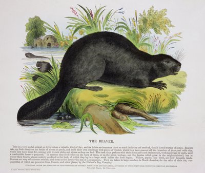The Beaver, educational illustration published by the Society for Promoting Christian Knowledge, 1843 by Josiah Wood Whymper